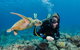 Silverswift Outer Great Barrier Reef Dive And Snorkel Cruise From Cairns - thumb 1