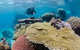 Silverswift Outer Great Barrier Reef Dive And Snorkel Cruise From Cairns - thumb 3