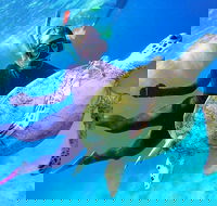 Great Barrier Reef Day Cruise from Cairns Including Snorkeling and Marine Biologist Presentation - St Kilda Accommodation