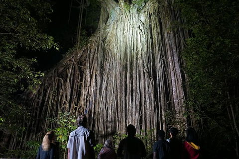 Atherton Tablelands Rain Forest By Night From Cairns - St Kilda Accommodation 3