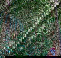 Atherton Tablelands Rain Forest by Night from Cairns - St Kilda Accommodation