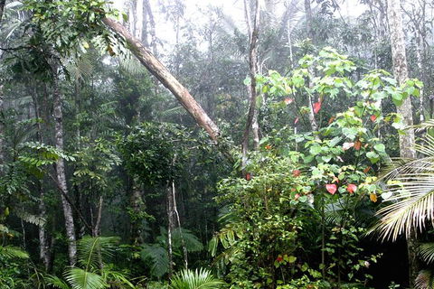 Atherton Tablelands Rain Forest By Night From Cairns - St Kilda Accommodation 4