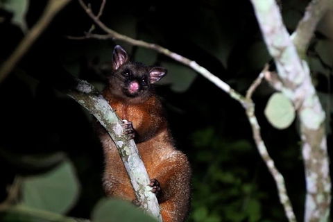 Atherton Tablelands Rain Forest By Night From Cairns - St Kilda Accommodation 2