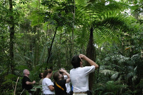 Atherton Tablelands Rain Forest By Night From Cairns - St Kilda Accommodation 6