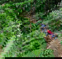 Daintree Rainforest Cape Tribulation and Bloomfield Track Small Group Tour - St Kilda Accommodation