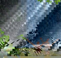 Atherton Tablelands Waterfalls Tour from Cairns - St Kilda Accommodation