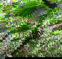 2-Day Cape Tribulation and Daintree Rainforest Tour from Cairns /Port Douglas - St Kilda Accommodation