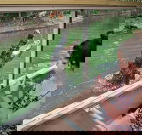 Hartley's Crocodile Adventures Wildlife Encounter Day Trip from Cairns - St Kilda Accommodation