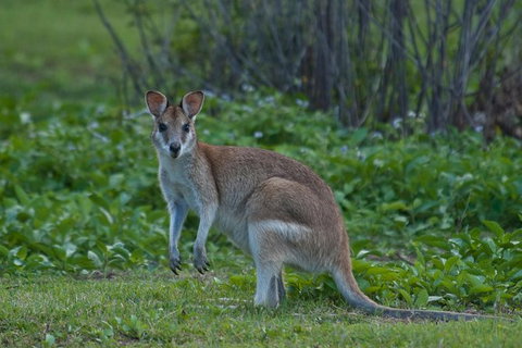Cairns 4WD Waterfall And Rainforest Tour Including Kuranda Scenic Railway - St Kilda Accommodation 7