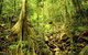Cairns 4WD Waterfall And Rainforest Tour Including Kuranda Scenic Railway - thumb 8