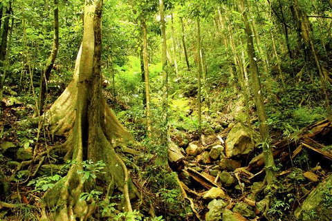 Cairns 4WD Waterfall And Rainforest Tour Including Kuranda Scenic Railway - St Kilda Accommodation 8