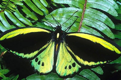 Cairns 4WD Waterfall And Rainforest Tour Including Kuranda Scenic Railway - St Kilda Accommodation 1