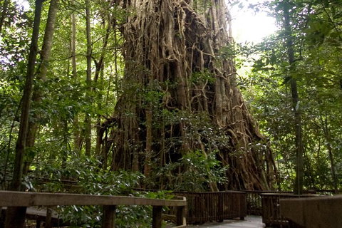 Cairns 4WD Waterfall And Rainforest Tour Including Kuranda Scenic Railway - St Kilda Accommodation 5
