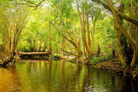 Cairns 4WD Waterfall And Rainforest Tour Including Kuranda Scenic Railway - St Kilda Accommodation 9