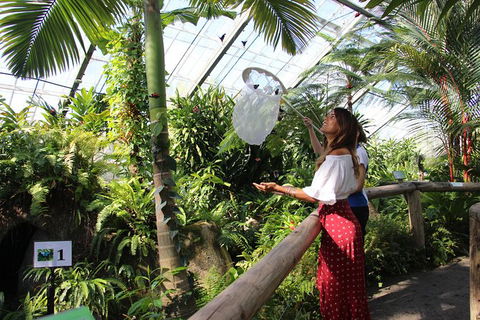 Australian Butterfly Sanctuary - St Kilda Accommodation 2