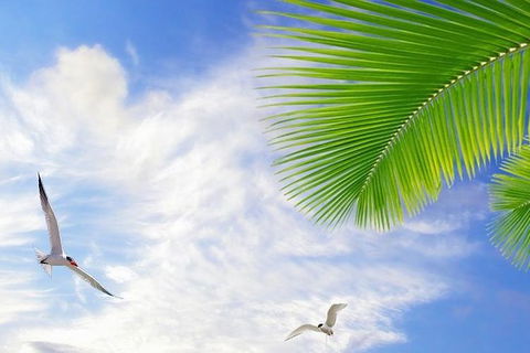 Airport Transfer - Mission Beach To Cairns Airport - St Kilda Accommodation 4