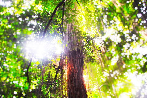 Airport Transfer - Mission Beach To Cairns Airport - St Kilda Accommodation 1