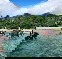 Afternoon Beach Horse Ride in Cape Tribulation - St Kilda Accommodation