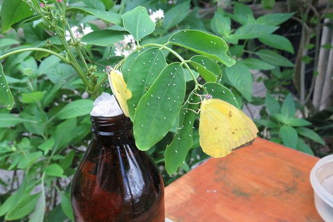 Australian Butterfly Sanctuary- Virtual Interactive Tour With Private Guide - St Kilda Accommodation 5