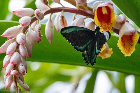 Australian Butterfly Sanctuary- Virtual Interactive Tour With Private Guide - St Kilda Accommodation 0