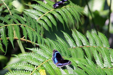 Australian Butterfly Sanctuary- Virtual Interactive Tour With Private Guide - St Kilda Accommodation 3