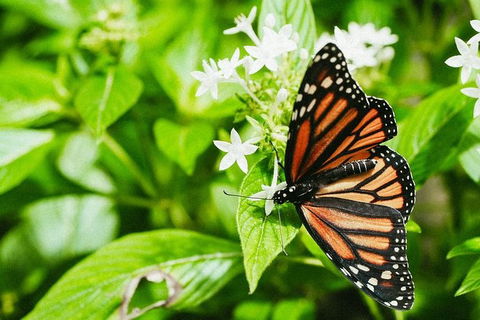 Australian Butterfly Sanctuary- Virtual Interactive Tour With Private Guide - St Kilda Accommodation 4