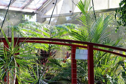 Australian Butterfly Sanctuary- Virtual Interactive Tour With Private Guide - St Kilda Accommodation 2