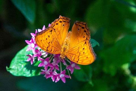 Australian Butterfly Sanctuary- Virtual Interactive Tour With Private Guide - St Kilda Accommodation 1