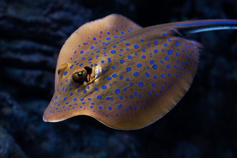 Cairns Aquarium Tour By Twilight With Drink And Appetiser - St Kilda Accommodation 5