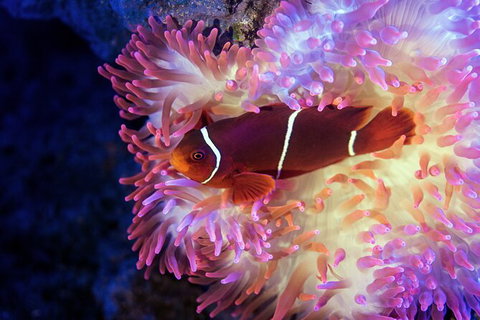 Cairns Aquarium Tour By Twilight With Drink And Appetiser - St Kilda Accommodation 2