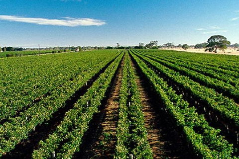 Adelaide Hills Wine Tour - St Kilda Accommodation 1