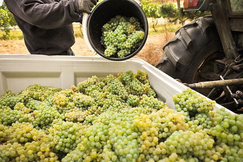Adelaide Hills Wineries & Hahndorf - St Kilda Accommodation 0