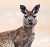 Kangaroo Island Luxury Small Group 'East End Explorer' Full Day Tour - St Kilda Accommodation