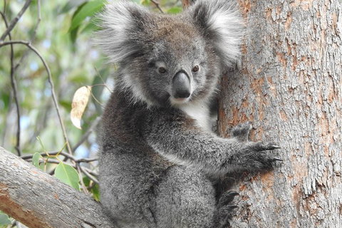 Adelaide Hills Private Day Tour - St Kilda Accommodation 3