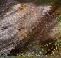 Cradle Mountain Wildlife Spotting after Dark - St Kilda Accommodation