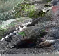 After Dark Tasmanian Devil Feeding Tour at Cradle Mountain - St Kilda Accommodation