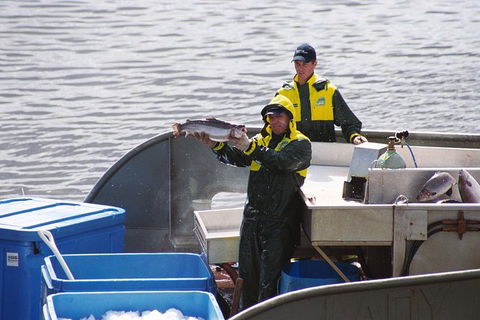 Afternoon Gordon River Dinner Cruise - Departing 3pm - St Kilda Accommodation 3