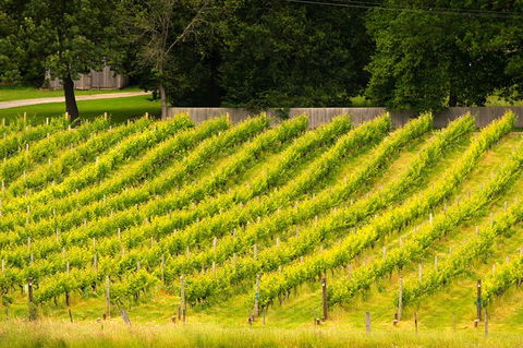 All Inclusive Wine Tour Up The Derwent Valley Hobart: Local Wines & Cheeses - St Kilda Accommodation 3