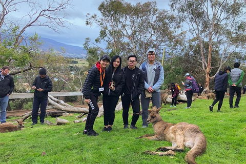 Bonorong Wildlife Volunteer Tour - St Kilda Accommodation 1
