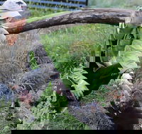 1-Hour Tasmanian Devil Feeding Day Tour at Cradle Mountain - St Kilda Accommodation