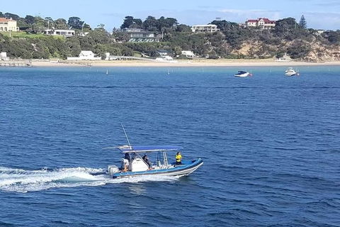 Dolphin And Seal Swim Reef Snorkel Boat Tour Mornington Peninsula - St Kilda Accommodation 14