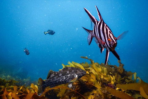 Dolphin And Seal Swim Reef Snorkel Boat Tour Mornington Peninsula - St Kilda Accommodation 5