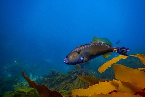 Dolphin And Seal Swim Reef Snorkel Boat Tour Mornington Peninsula - St Kilda Accommodation 9