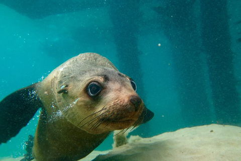 Dolphin And Seal Swim Reef Snorkel Boat Tour Mornington Peninsula - St Kilda Accommodation 0
