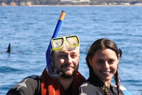 Dolphin And Seal Swim Reef Snorkel Boat Tour Mornington Peninsula - St Kilda Accommodation 18
