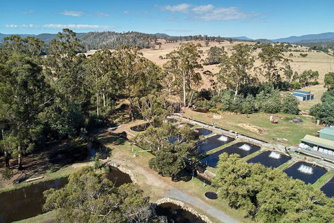 Skip The Line: Fishing Experience Ticket - Buxton Trout & Salmon - St Kilda Accommodation 0