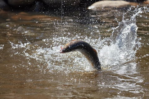 Skip The Line: Fishing Experience Ticket - Buxton Trout & Salmon - St Kilda Accommodation 18
