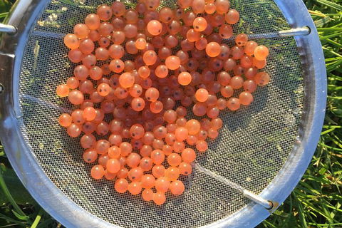 Skip The Line: Fishing Experience Ticket - Buxton Trout & Salmon - St Kilda Accommodation 11