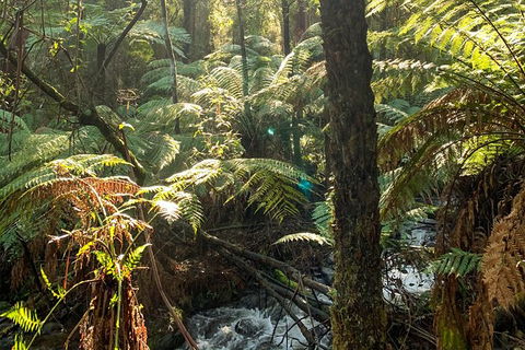 Hiking Tour To Aqueduct And Warburton Valley Lookout - St Kilda Accommodation 3