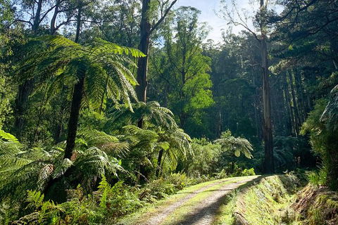 Hiking Tour To Aqueduct And Warburton Valley Lookout - St Kilda Accommodation 1